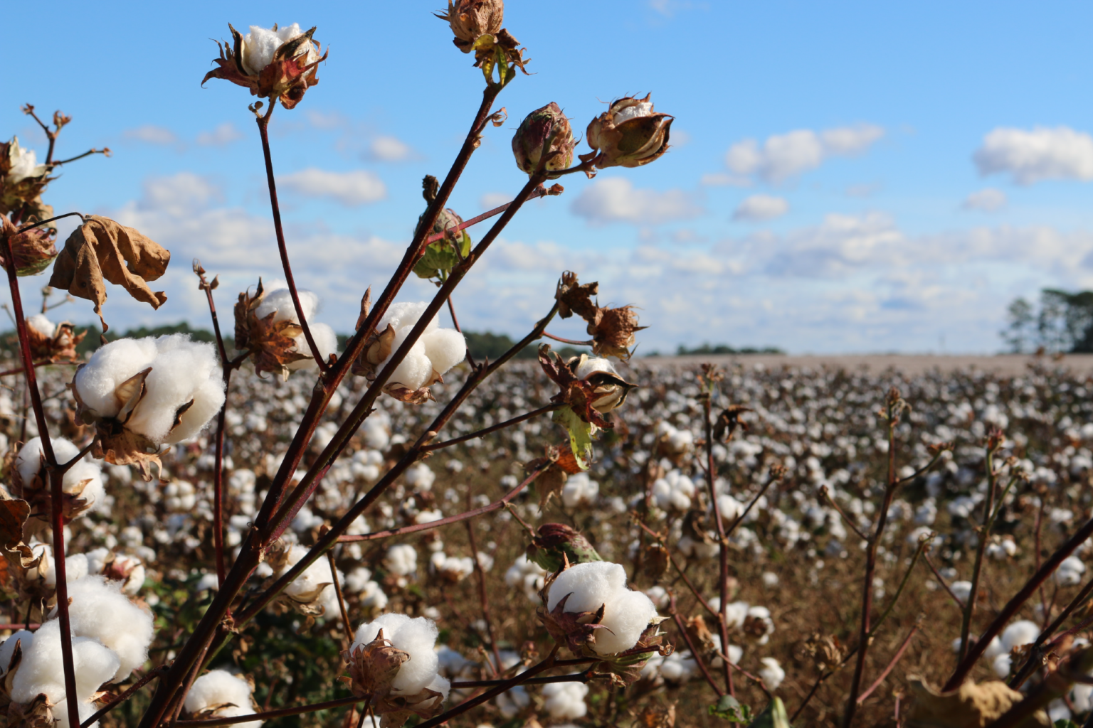 Hablemos sobre el algodón y sus beneficios
